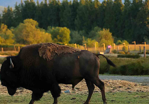 Olympic-Game-Farm